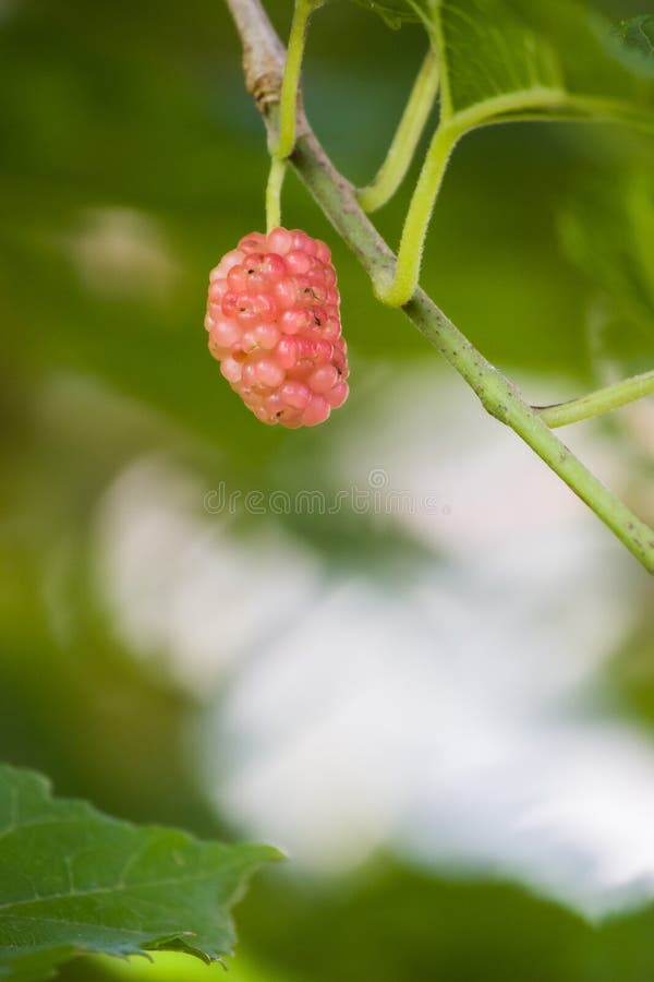 Fresh, Red Berries. Growing in the Yard in the Spring of 2021 Stock Photo Image of fruit