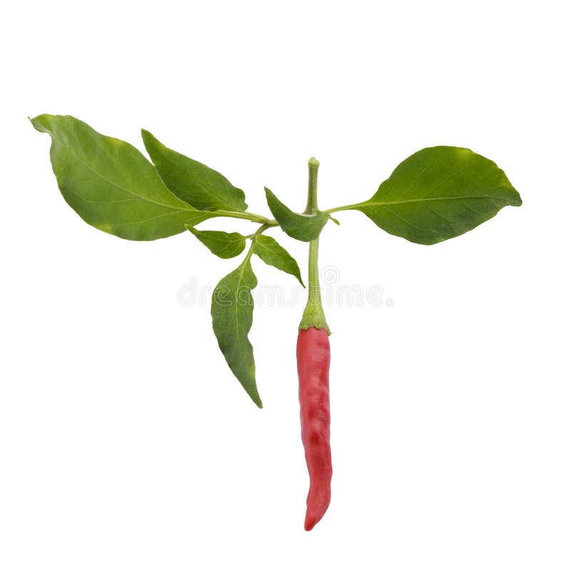 Fresh red chili and green leaf peppers isolated on a white background stock images