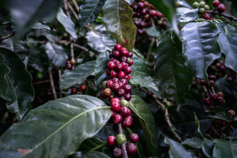 Fresh Red Coffee Red Cherry Coffee Bean in Hands Stock Photo Image of