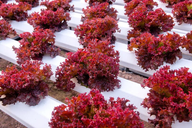 Fresh red coral lettuce stock image. Image of gardening 72112199