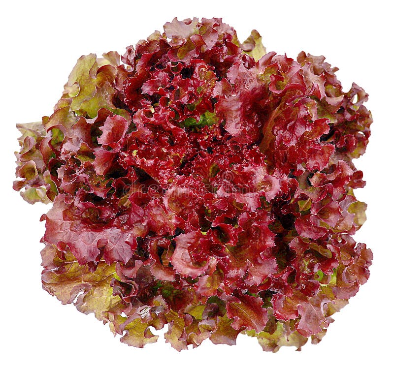 Coral Salad or Lettuce. Vegetarian Food Stock Image Image of vitamin