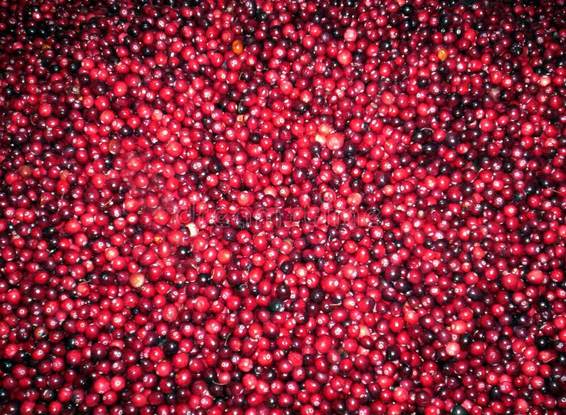 Fresh red cranberries