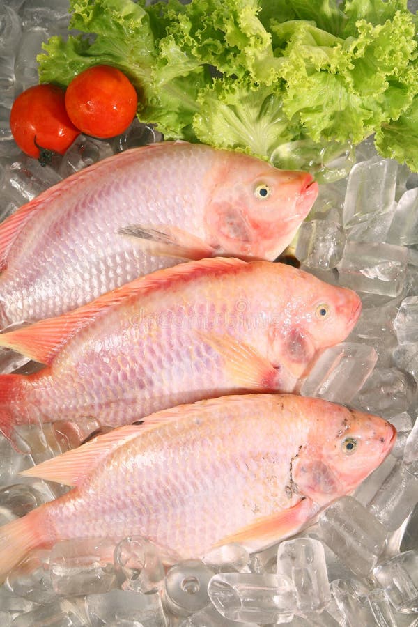 Fresh Red fish stock image. Image of oreochromis, catch 21343923
