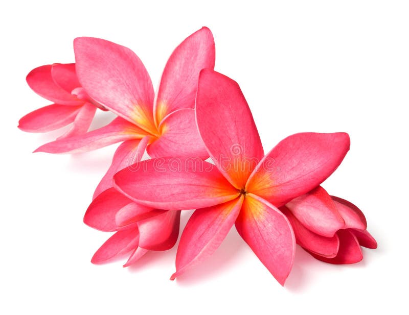 Fresh Red Frangipani Flowers Isolated on White Stock Image Image of