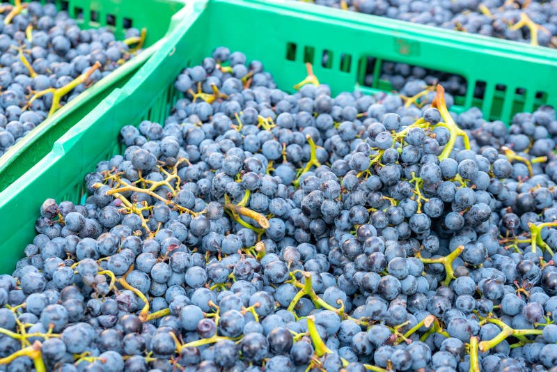 Fresh Red Grapes on a Market for Sale Stock Image Image of delicious
