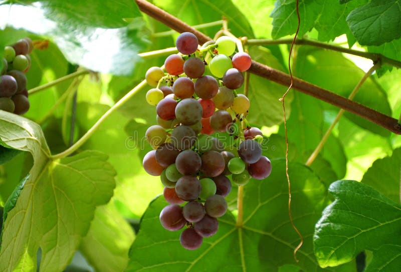 Fresh red and green grapes stock photo. Image of tasty 189871496