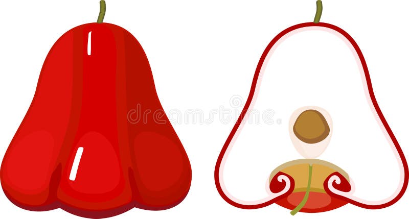 Fresh red java apple wax apple with cross section fruit royalty free illustration