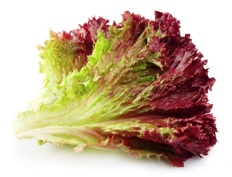 Fresh red lettuce stock photo. Image of nature, salad 23840064