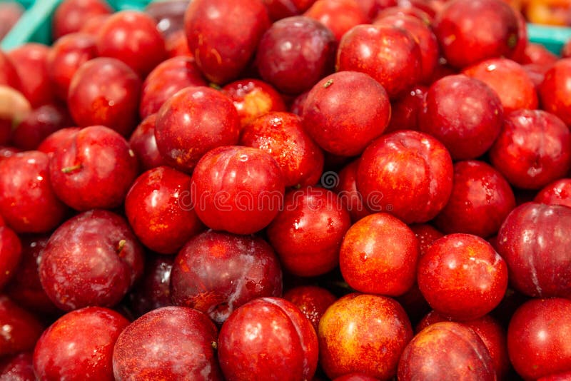 Fresh red plums stock image. Image of plum, healthy 155215585