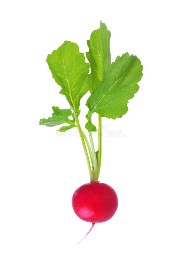 Fresh red radish