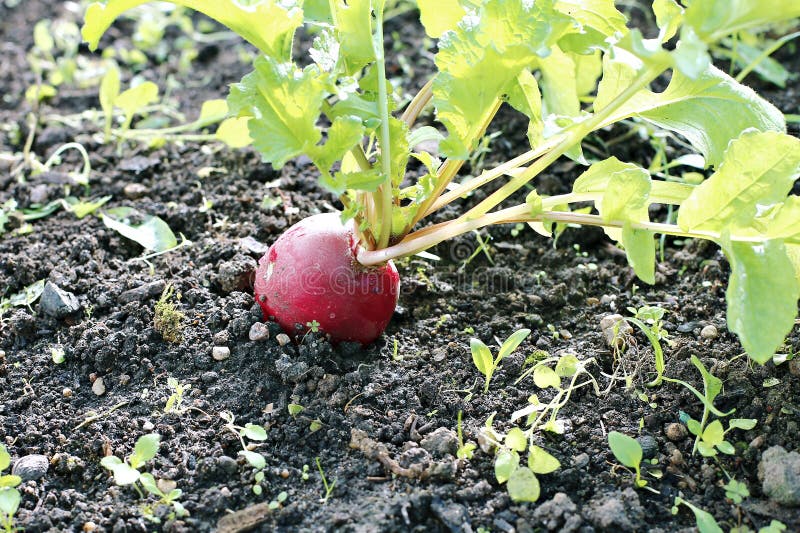 Fresh Red Radishes with Leaves Stock Image Image of nature, horticulture 72116197