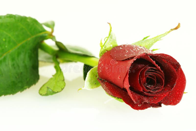 Fresh red rose with lots of droplets