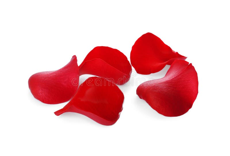 Fresh Red Rose Petals on White Background Stock Image Image of