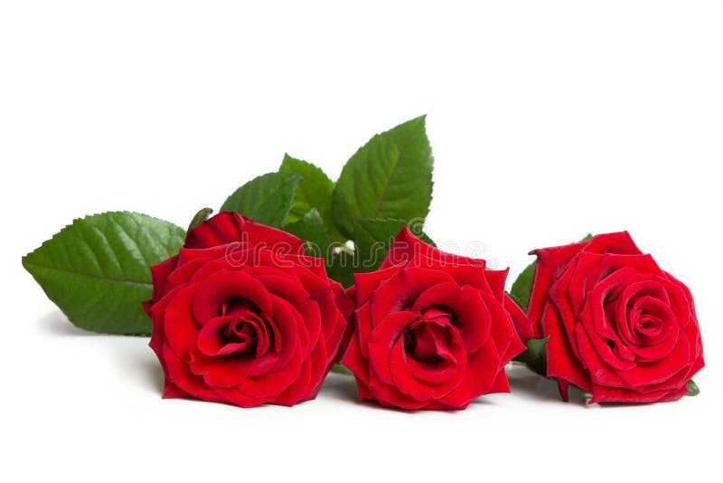 Fresh red roses on a white isolated background.  Beautiful flowers