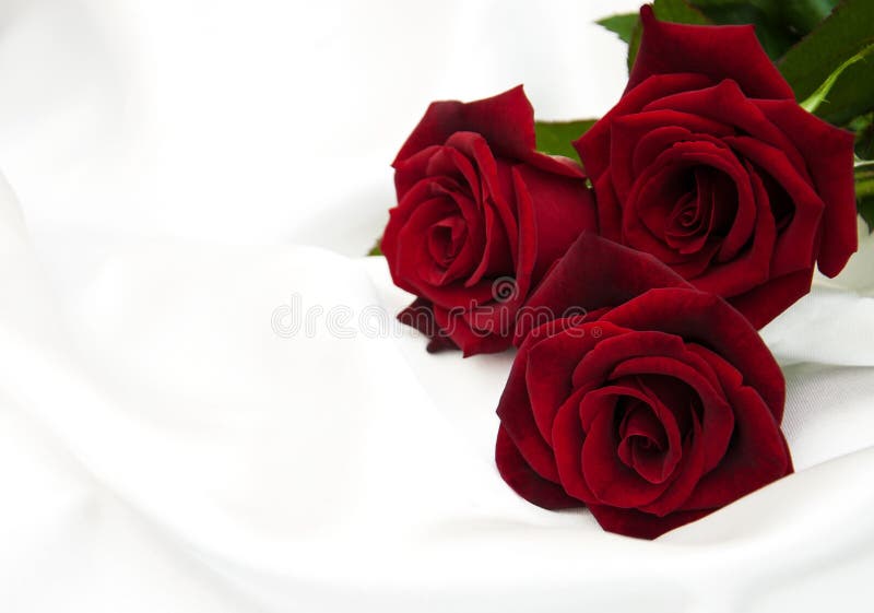 Fresh Red roses stock photo. Image of canvas, copyspace - 61705222