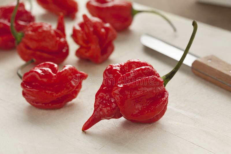 Fresh Red Scorpion Chili Peppers Stock Photo Image of herb, trinidad