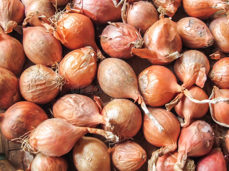 Fresh Red Shallots in the Basket from Organic Farm Stock Photo Image
