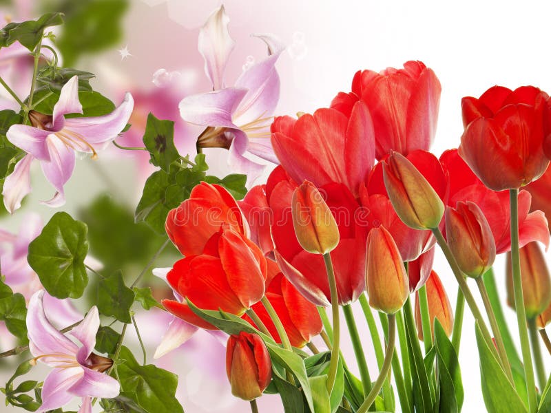 fresh red tulips on abstract spring nature background