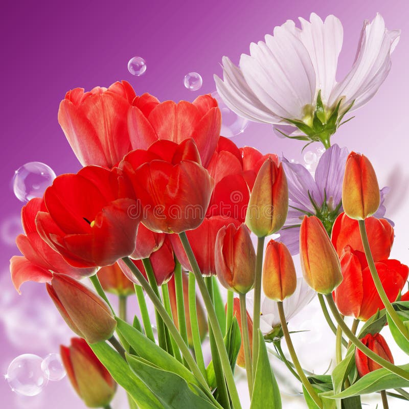 fresh red tulips on abstract spring nature background