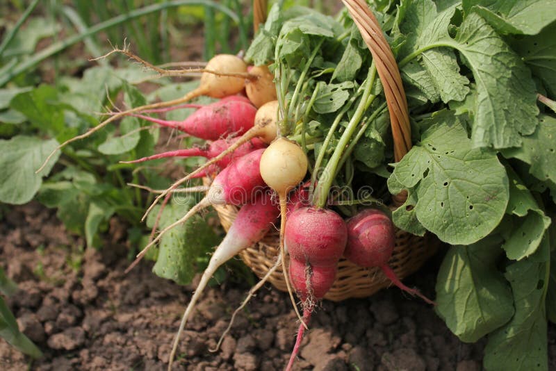 Yellow Radish Growing on the Bed Stock Photo Image of growth, nature