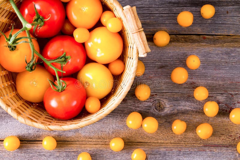 Fresh red and yellow tomatoes