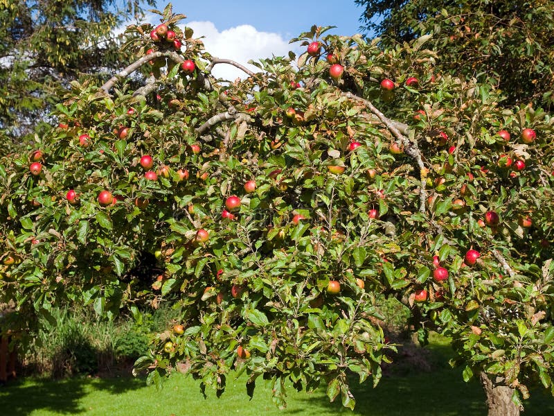 Fresh ripe apples on a tree