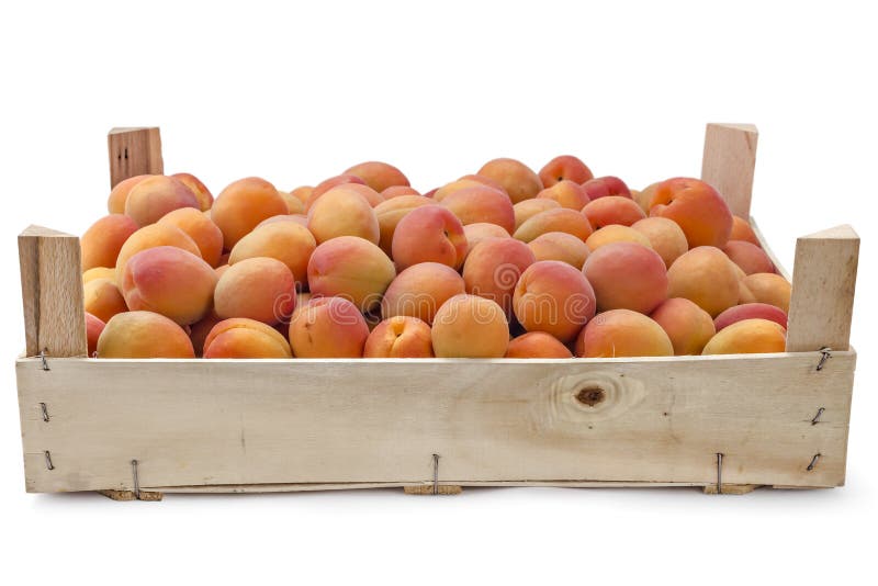 Fresh ripe apricots