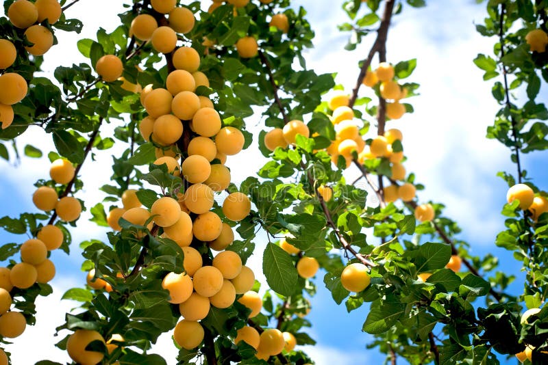 Fresh ripe fruit on a tree branch