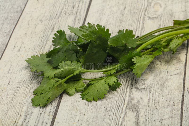 Fresh Ripe Green Cilantro Leaves Stock Image Image of leaves