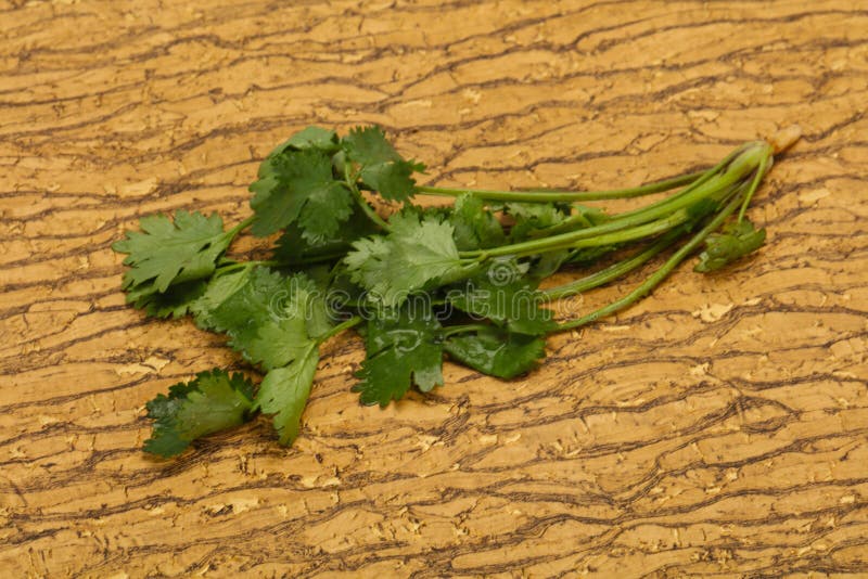 Fresh Ripe Green Cilantro Leaves Stock Photo Image of plant