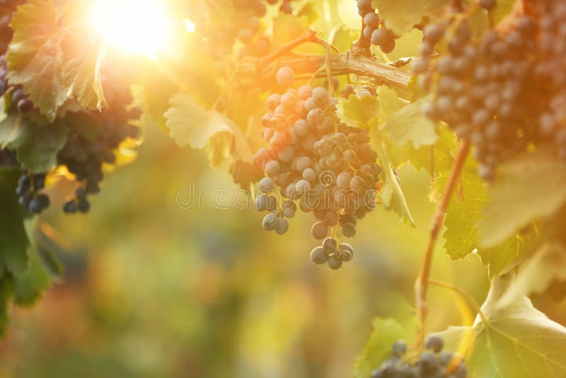 Fresh ripe juicy grapes growing on branches in vineyard