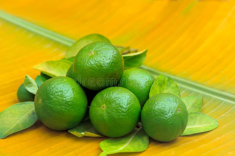 Limes On A Big Leaf And Jar With Juice. Fresh Green Citrus Fruits