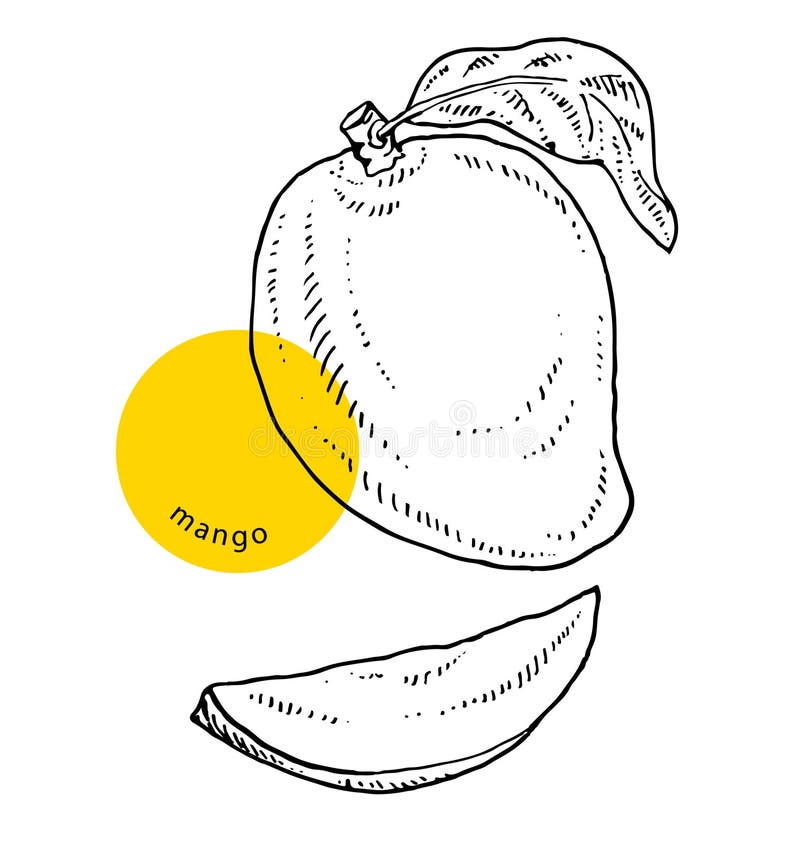 Update more than 104 mango sketch images best