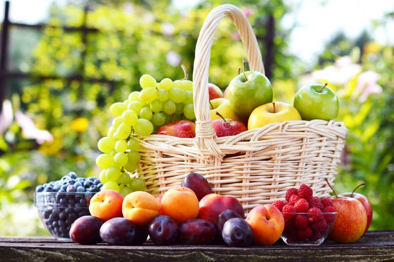 Fresh ripe organic fruits in the garden. Balanced diet. Raspberry basket stock images, royalty-free photos and pictures