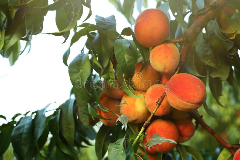 Fresh ripe peaches on tree stock photo. Image of color 157335802