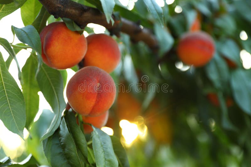 Fresh ripe peaches on tree