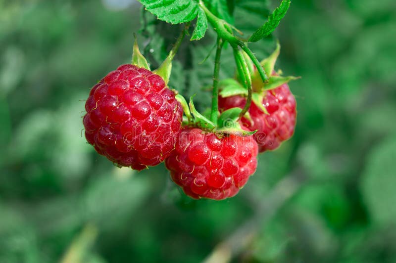 Fresh ripe raspberry berries