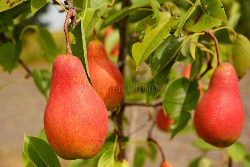 Fresh ripe red pears on the pear tree branch