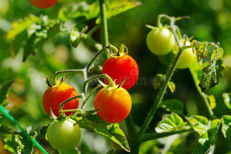 Organic Vine Ripe Tomatoes stock photo. Image of grown 5138446