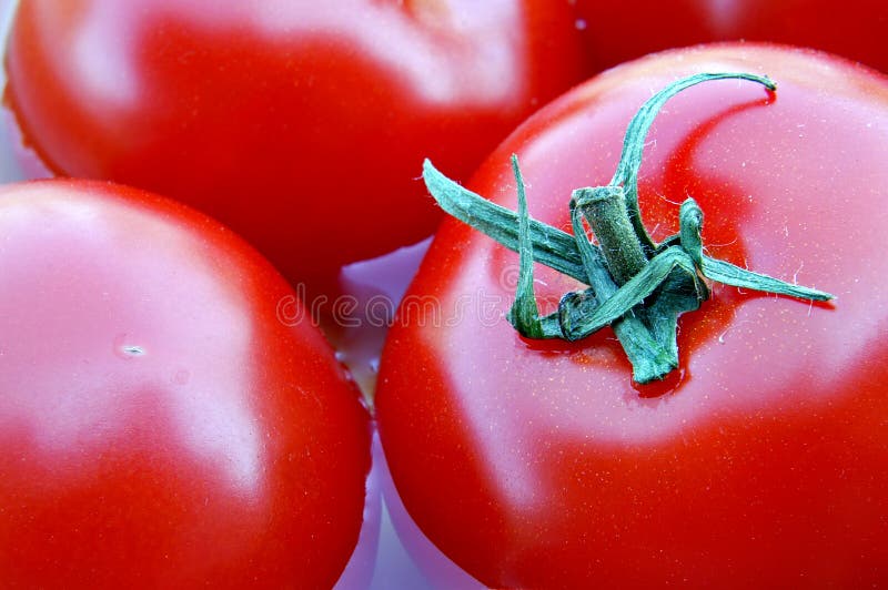 Fresh Ripe Tomatoes stock photo. Image of vegetables, cardiovascular