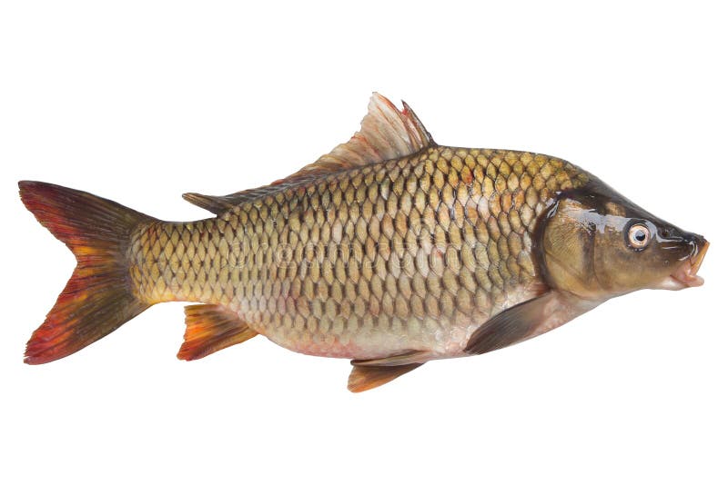 Fresh River Fish Carp, with Open Mouth, on a White Background Stock Photo Image of seafood