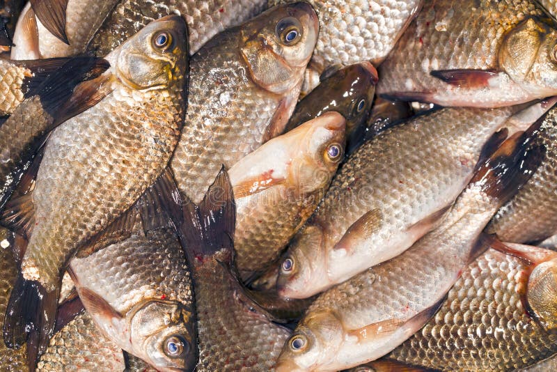 Fresh river fish stock image. Image of catch, freshwater 61412255