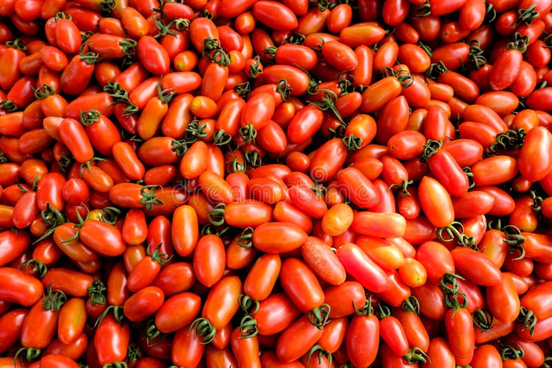 Fresh Roma Tomatoes on Market Day Stock Photo Image of harvest