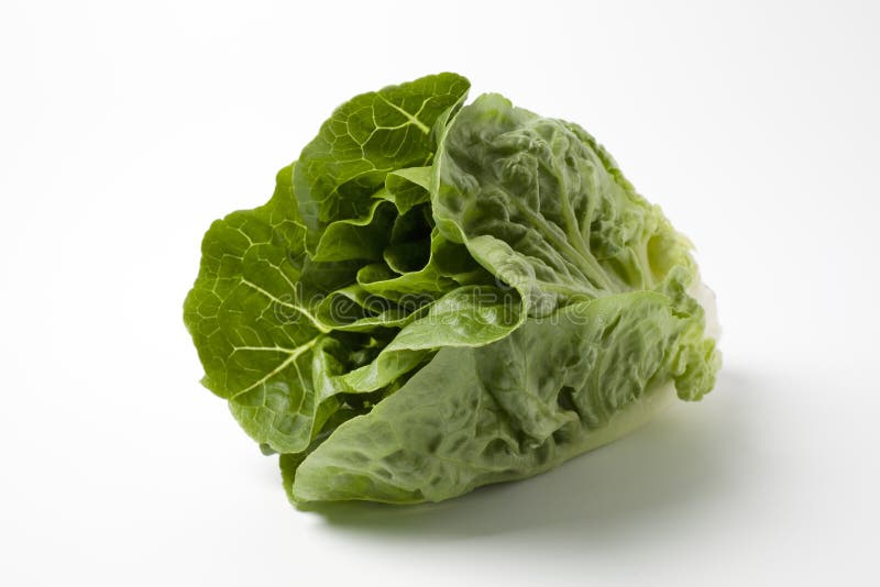 Raw Fresh Romaine Lettuce Salad or Butterhead Isolated on White