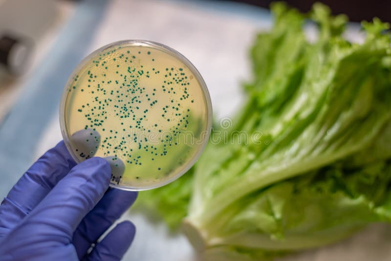 Fresh Romaine lettuce with E coli culture plate