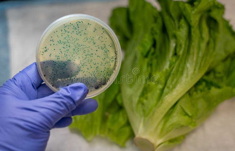 Fresh Romaine lettuce with E coli culture plate