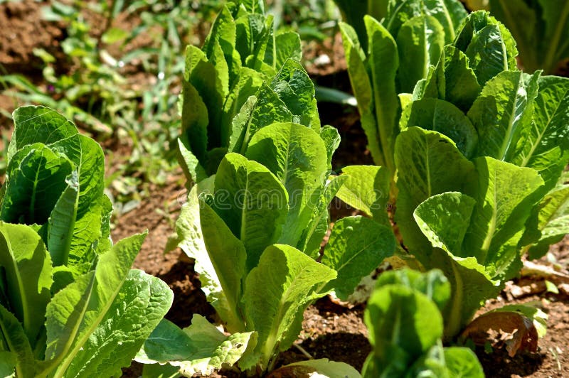 Fresh Romaine Lettuce royalty free stock images Fresh Romaine Lettuce royalty free stock images