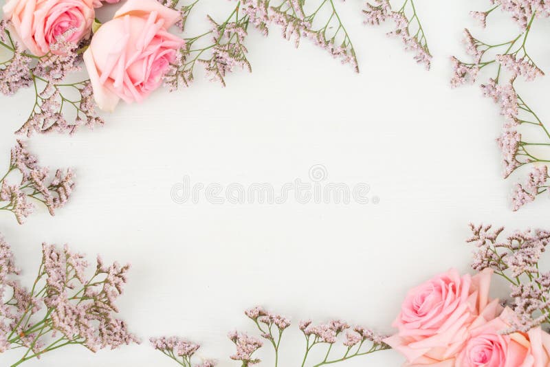 Fresh rose flowers royalty free stock photos Fresh rose flowers royalty free stock photos