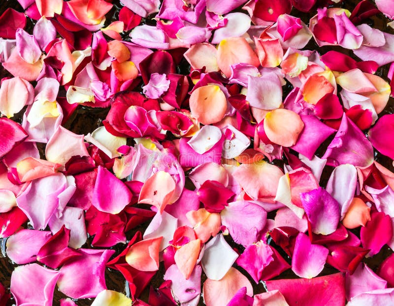 Fresh rose petal stock photo. Image of plant, floating 51492678