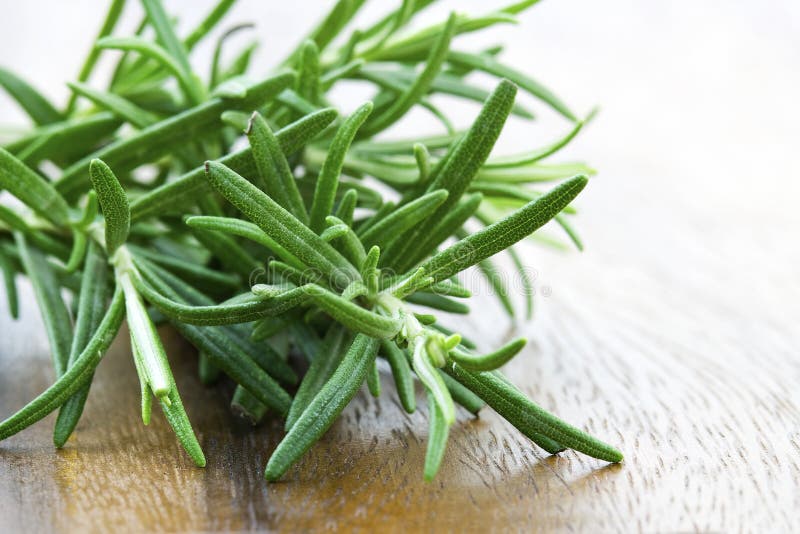 Fresh rosemary stock photo. Image of food, rosemary, spice 18739870